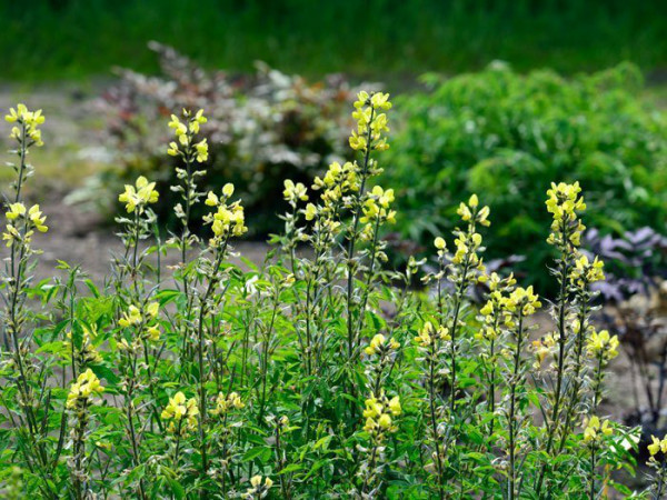 Thermopsis chinensis, Goldlupine, Fuchsbohne, chinesische Scheinlupine