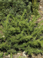 Taxus baccata 'Repandens', Tafel-Eibe