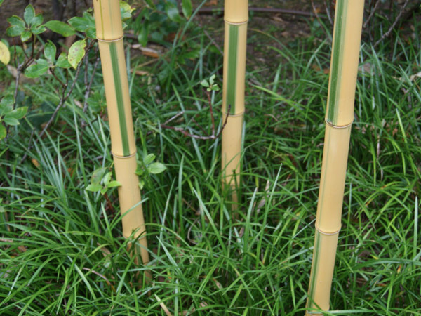 Phyllostachys aureosulcata &#039;Spectabilis&#039;, Zickzack-Bambus