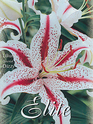 Orientalische Lilien-Hybride &#039;Dizzy&#039;, Lilium (Art.Nr. 521716)