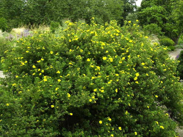 Potentilla Goldfinger Gruppenpflanzung