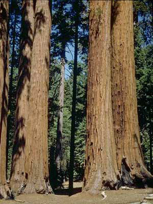 kalifornischer Mammutbaum im Forst
