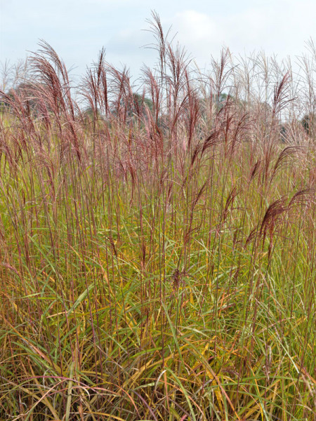 Miscanthus sinensis 'Digestif', China-Schilf