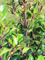 Ilex meserveae 'Heckenstar', Stechpalme