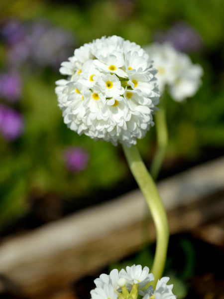 Primula denticulata &#039;Alba&#039;, Weiße Kugelprimel