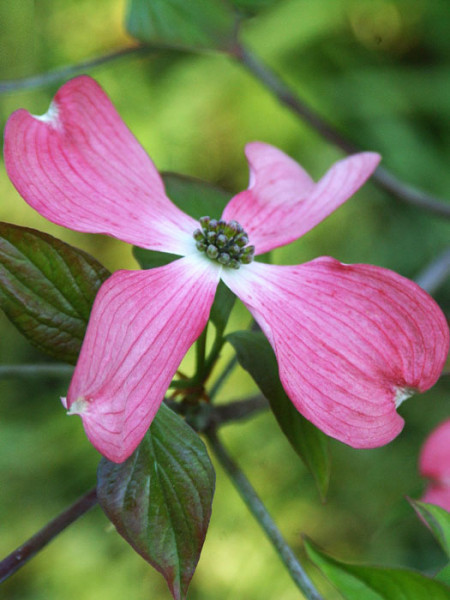 Rosarote Blüte