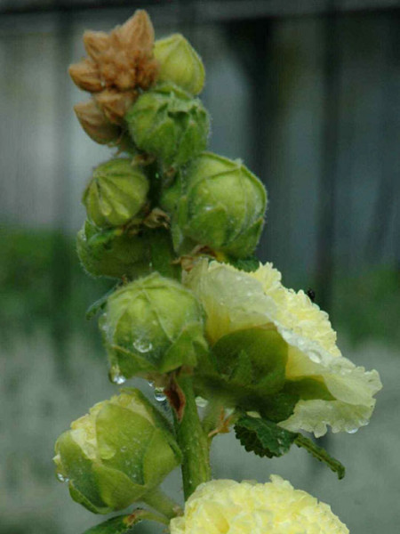 Alcea rosea &#039;Pleniflora&#039; gelb (M), Stockrose, Gefüllte Stockmalve