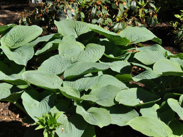 Hosta sieboldiana &#039;Big Daddy&#039;, Blaublatt-Funkie, Herzblatt-Lilie