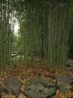 Phyllostachys aurea, Gelber Bambus