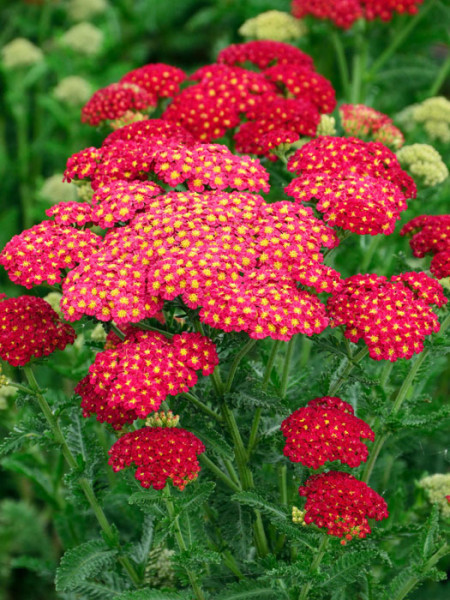 Achillea millefolium &#039;Tutti Frutti Pomegranate&#039;®, Schafgarbe