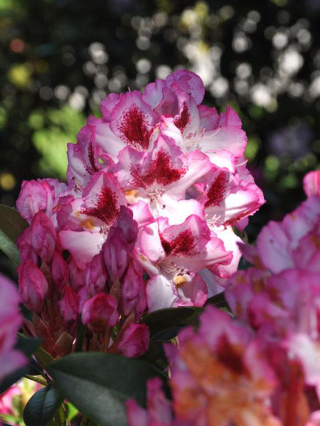 Rhododendron &#039;Hachmanns Charmant&#039;