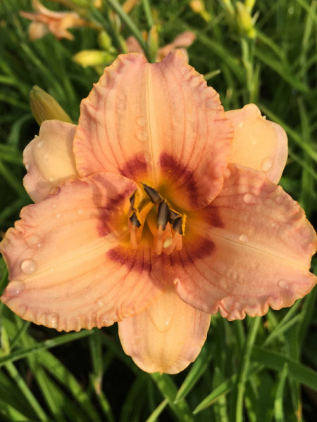 Hemerocallis Hybride 'Rosy Returns', Taglilie