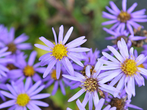 Aster amellus &#039;Blütendecke&#039;, Bergaster, Amellusaster