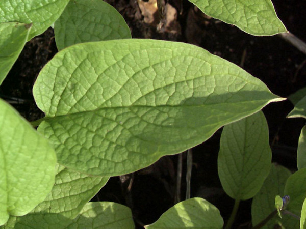 Das Blatt des Gedenkemeins