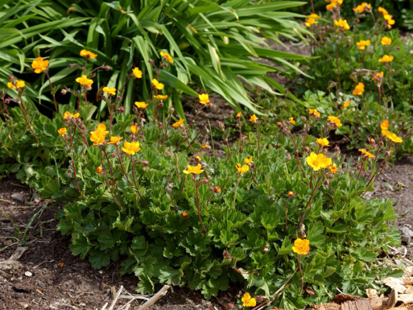 Geum x heldreichii &#039;Georgenberg&#039;, Teppich-Nelkenwurz