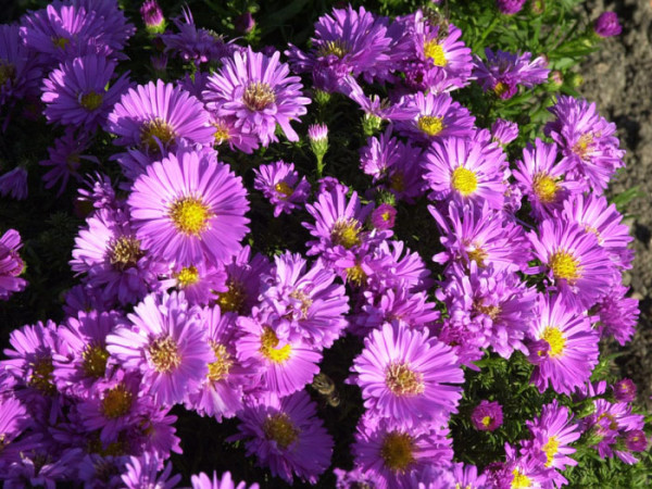 Aster dumosus &#039;Heinz Richard&#039;, rosa Kissen-Aster, Herbst-Aster