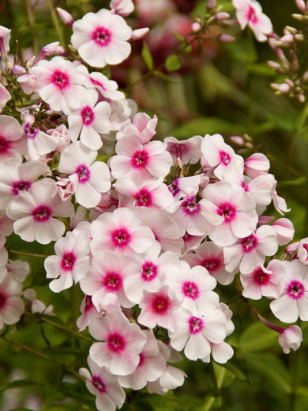 Phlox paniculata &#039;Kirmesländler&#039; (M), Flammenblume, Sommerphlox