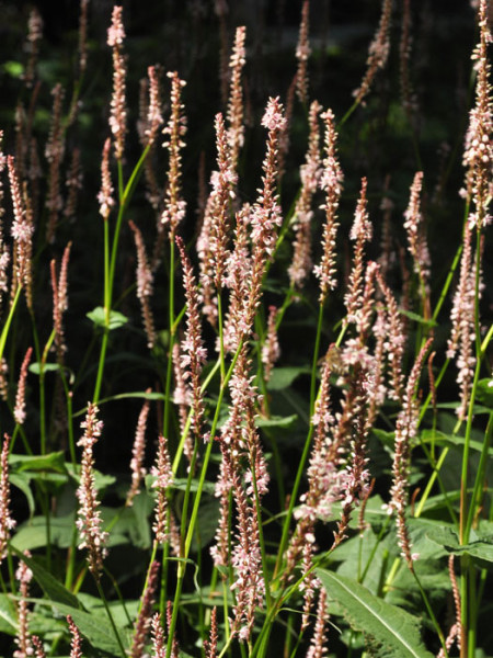 Bistorta (syn. Polygonum) amplexicaule &#039;Roseum&#039; (syn. auch Persicaria), Kerzenknöterich, Wiesenknöterich