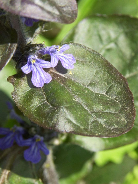 Rötliches Laub des Gartengünsels 'Atropurpurea'