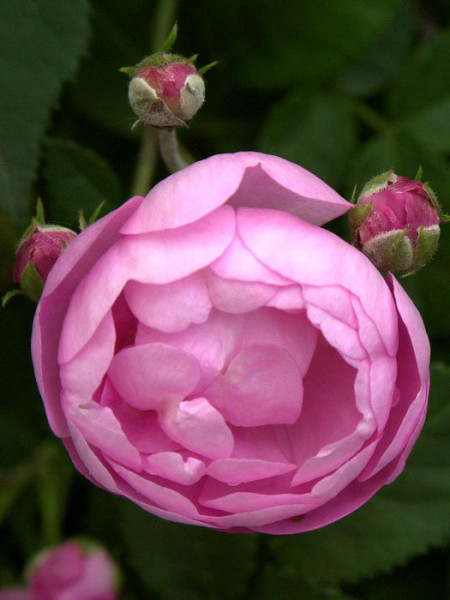 Blüte der Rose Raubritter