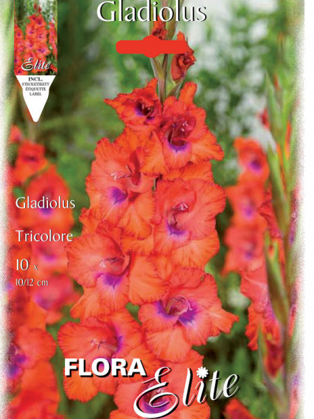 Großblumige Gladiole &#039;Tricolore&#039;, Gladiolus (Art.Nr. 521315)