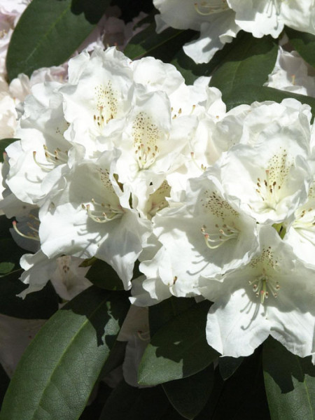 Rhododendron yakushimanum &#039;Schneekrone&#039;