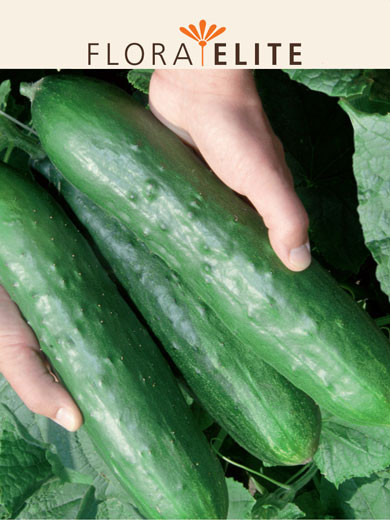 Salatgurke 'Tanja' (Art.Nr. 21155)