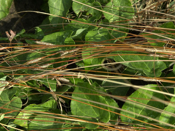 Carex buchananii, Fuchsrote Segge, Neuseeland-Segge