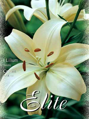 Asiatische Lilien-Hybride &#039;Cream&#039;, Lilium (Art.Nr. 521660)