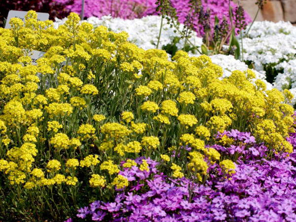 Aurinia saxatile &#039;Goldkugel&#039;, Steinkraut, Steinkresse, Felsensteinkraut