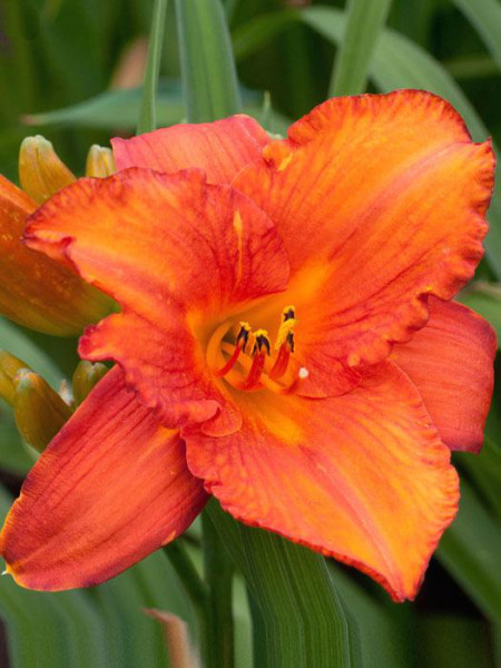 Hemerocallis x cultorum &#039;Mauna Loa&#039;, Garten-Taglilie