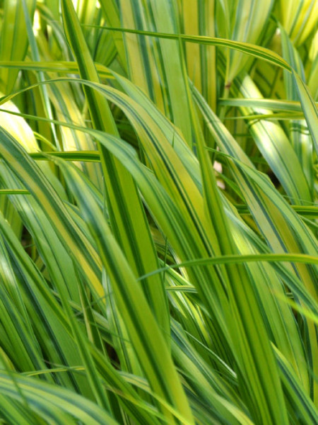 Hakonechloa macra &#039;Aureola&#039; (M), Japanisches Gold-Berggras