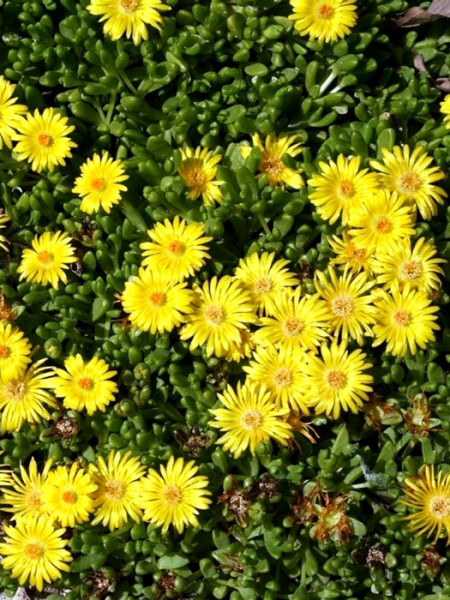 Delosperma nubigenum &#039;Lesotho&#039; (M), Mittagsblume, Goldtaler