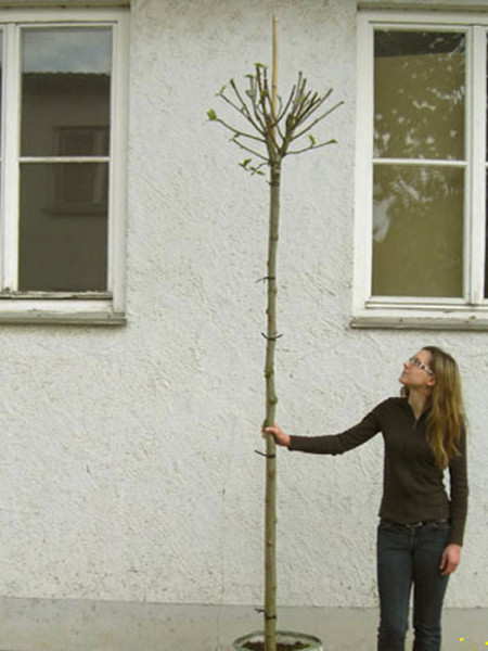 Liquidambar styraciflua Gumball, Kugel-Amberbaum - Hochstamm