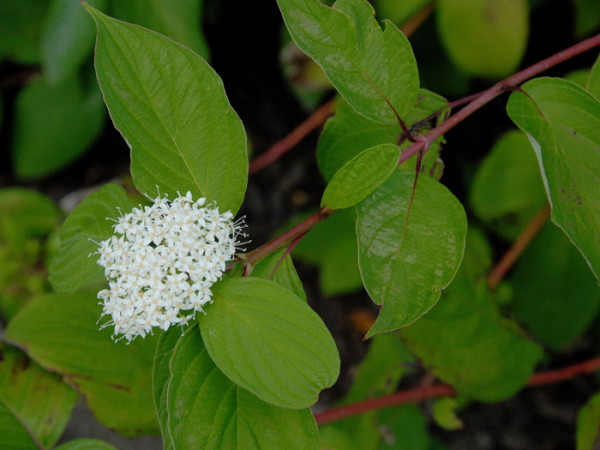 Blatt und Blüte des Sibirischen Hartriegels