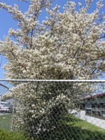 Amelanchier lamarckii, Kupfer-Felsenbirne