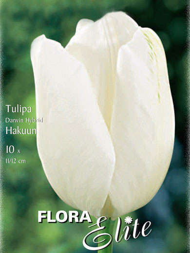 Darwin-Hybrid-Tulpe &#039;Hakuun&#039; (Art.Nr. 595307)