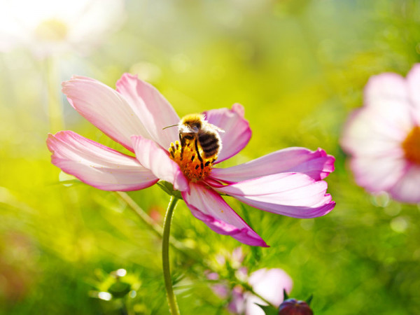 Staudensortiment für Bienenweiden