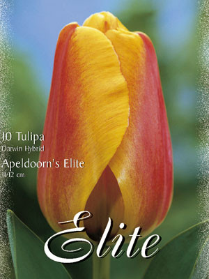 Darwin-Hybrid-Tulpe &#039;Apeldoorns Elite&#039; (Art.Nr. 595294)