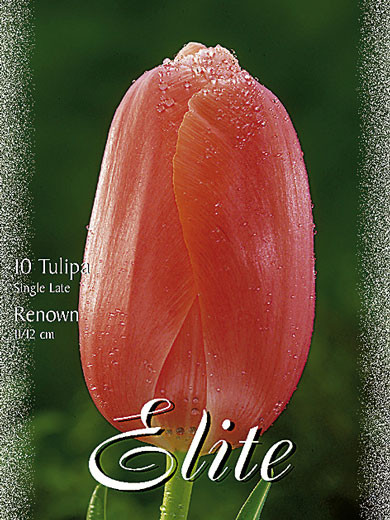 Einfache späte Tulpe &#039;Renown&#039; (Art.Nr. 595368)