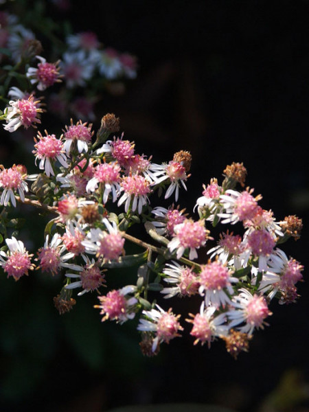 Aster laterifolius var. horizontalis &#039;Lady in Black&#039;, Waagerechte Aster, Herbst-Aster,