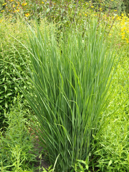 Panicum virgatum &#039;Northwind&#039;, Riesen-Ruten-Hirse, Zier-Hirse