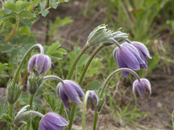 Pulsatilla vulgaris (M), Küchenschelle