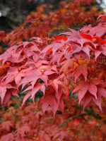 Acer palmatum 'Atropurpureum', Rotblättriger Fächerahorn