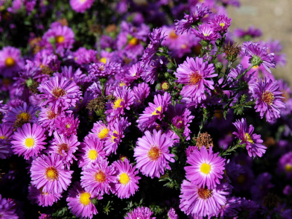 Aster novi-belgii &#039;Karminkuppel&#039;, Glattblatt-Aster