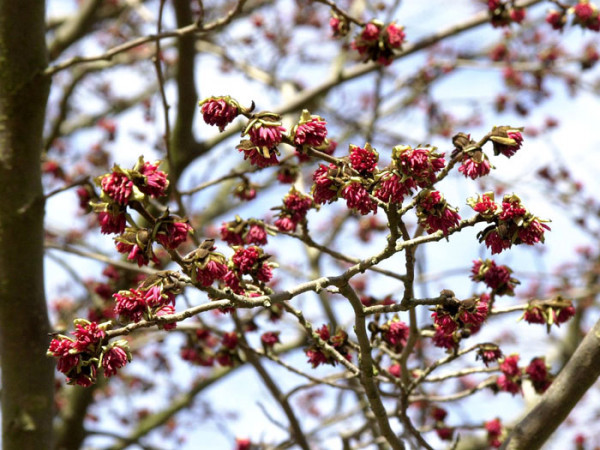 Parrotia persica, Persischer Eisenholzbaum - Hochstamm