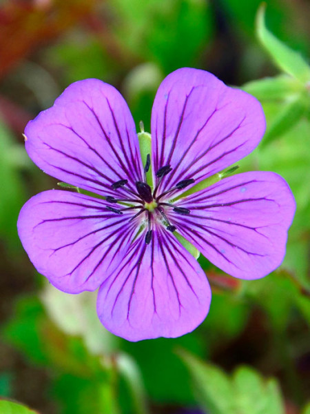 Die Blüte des Wiesen-Storchschnabels 'Pink Penny'