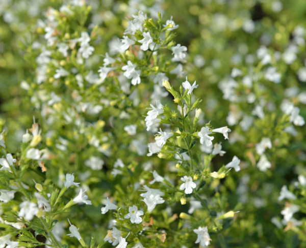 Calamintha nepeta &#039;Marvelette White&#039;, Bergminze