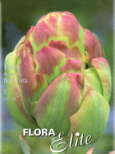 Gefüllte späte Tulpe &#039;Boa Vista&#039; (Art.Nr. 595153)