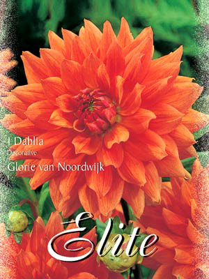 Schmuck-Dahlie &#039;Nordwijk`s Glorie&#039;, Dahlia (Art.Nr. 520176)